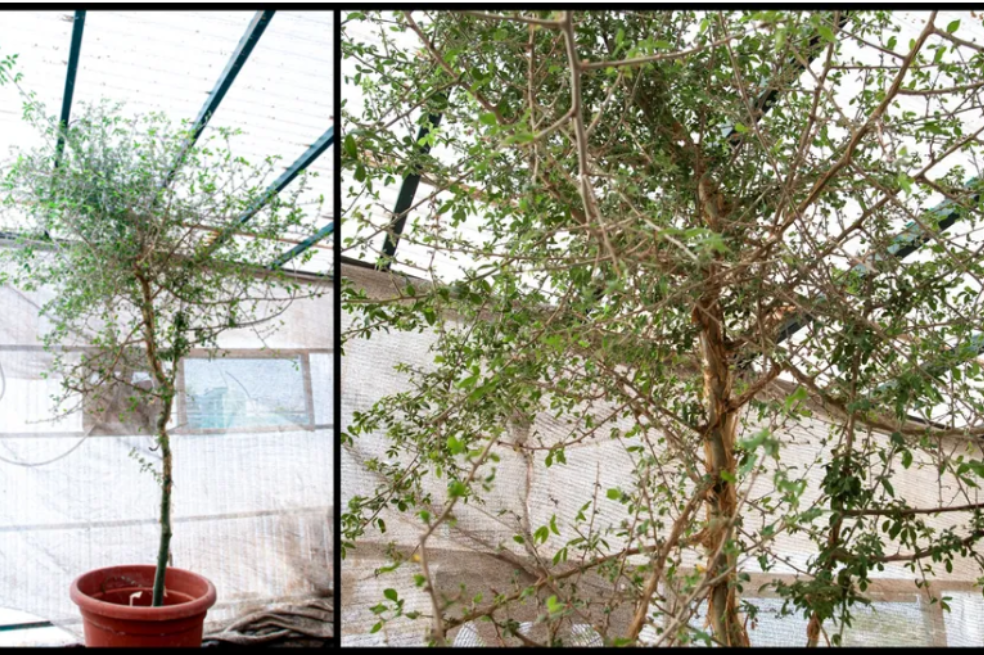 Con una semilla de 1.000 años de antigüedad “reviven” árbol un árbol extinto.