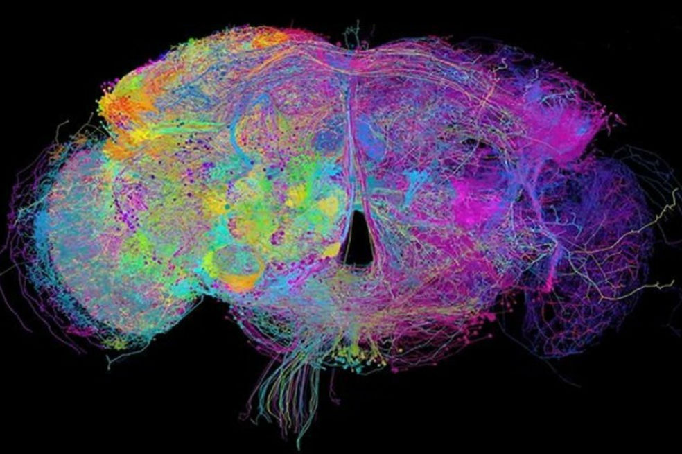 El mapa cerebral más completo muestra cada neurona de una mosca de la fruta
