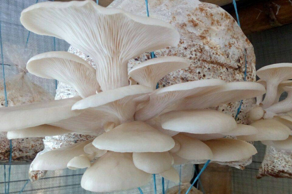 ¿Cómo cultivar hongos comestibles?: una apuesta de reservas naturales en Santander