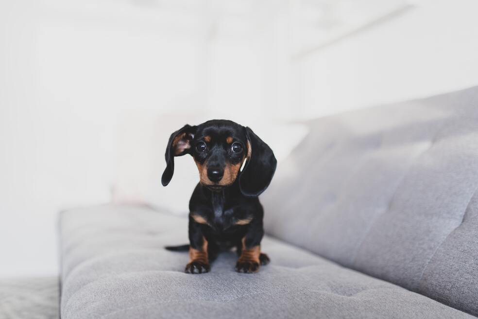 Perro salchicha: características y cuidados que debes tener con esta raza