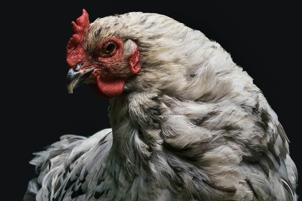 Por el coronavirus, hay 300 millones de pollos al borde de la muerte en China