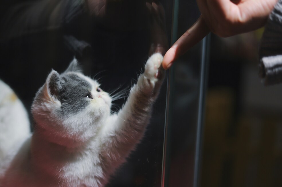 Gatos