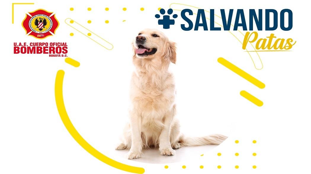 (Video) Salvando Patas: una iniciativa para proteger la vida de su mascota