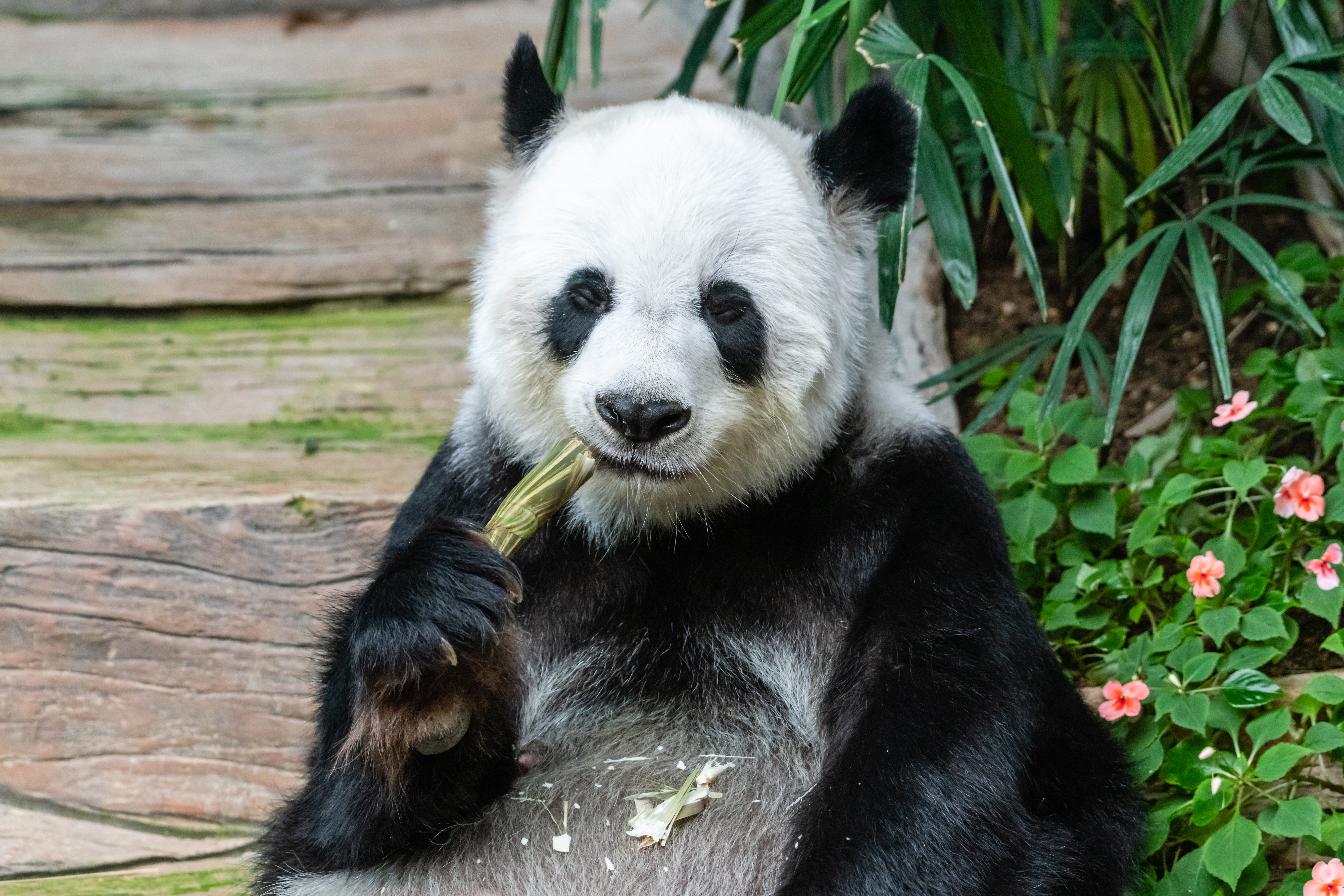Reino Unido devolverá a China sus únicos pandas tras 12 años sin procrear