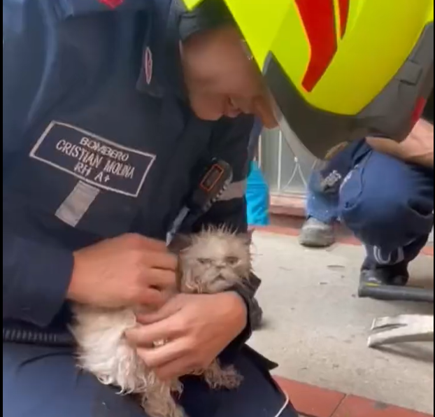 Medellín: rescatan a gata de tres meses que estaba atrapada en una tubería