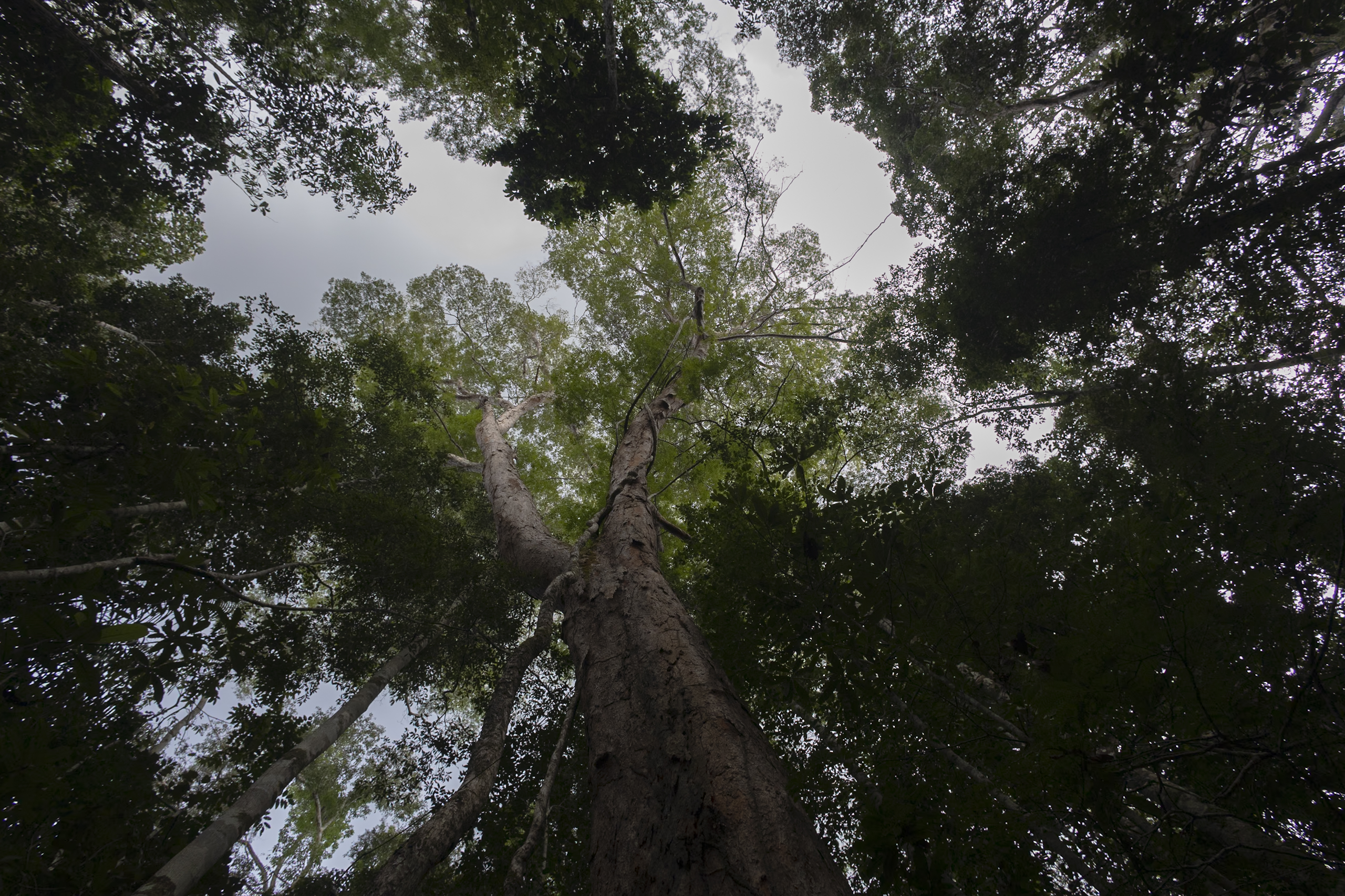 Colombia es anfitrión de la COP16: ¿Qué implica y cómo podemos sacarle provecho?