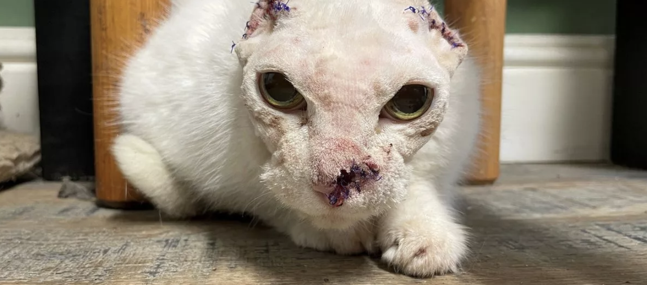 Sin nariz y orejas, pero con ganas de seguir: gata con cáncer busca un hogar