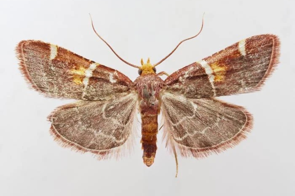 Descubren una nueva especie de polilla y la nombran León XIV, en honor al papa
