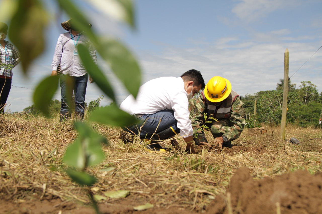 Unas 3.500 especies nativas fueron plantadas en el Meta
