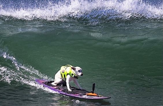 Murió Sugar, la perrita cinco veces campeona de surf canino, tras luchar contra el cáncer