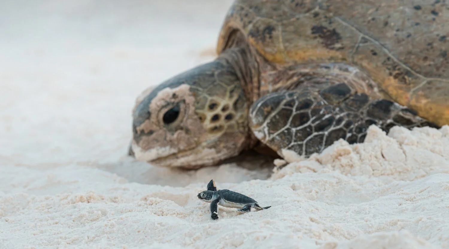 Fotografía ganadora del concurso Fotógrafo oceánico del año 2023.