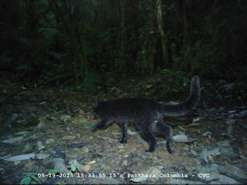 Descubren especie de felino nunca antes vista en Colombia