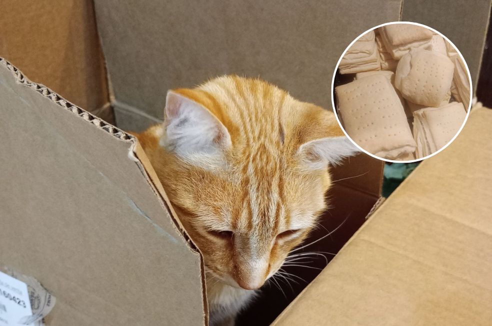 Joven vende bolsitas de pan para poder llevar a su gato al veterinario