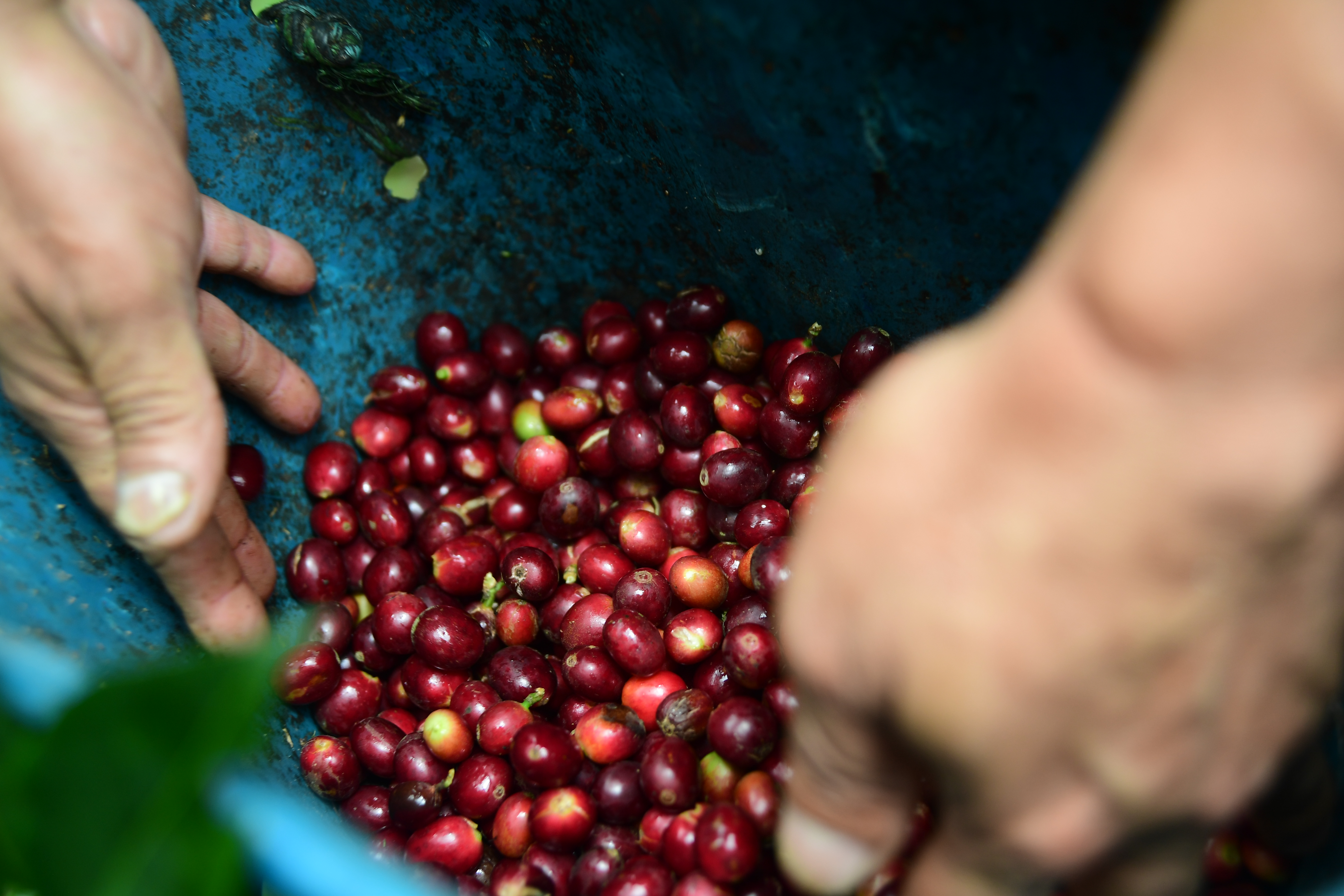 El cambio climático está disparando el precio del café en el mundo