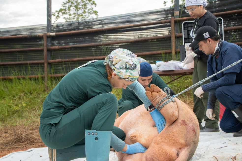 De 20 hipopótamos que querían esterilizar en 2023, solo lograron la cirugía en seis