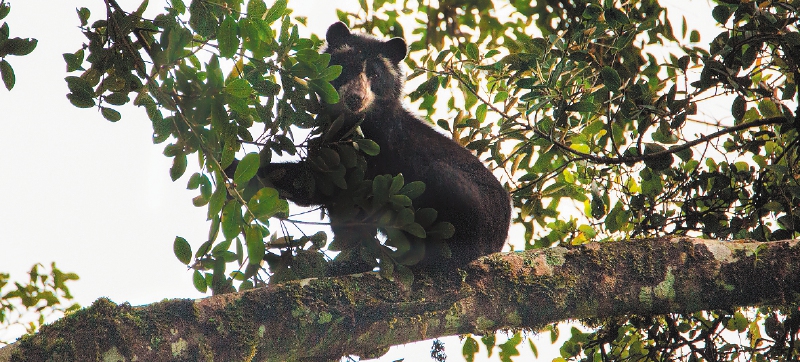 Uno de los avistamientos más importantes de la expedición fue el de un oso de anteojos, pues pudo hacerse gracias al trabajo conjunto entre un excombatiente, un científico y un fotógrafo. /Pablo Mejía - WWF