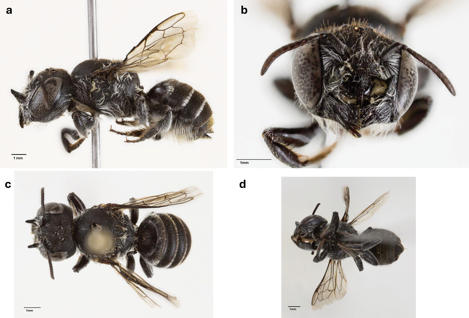Hembra de la especie Megachile lucifer. Tomada de la investigación en Journal of Hymenoptera Research.
