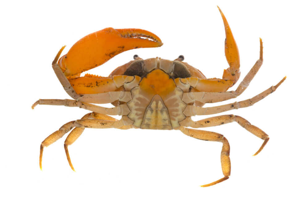 En Santander descubren nueva especie de cangrejo
