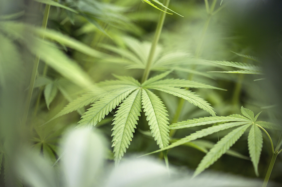 Otro obstáculo para la marihuana legal: las aseguradoras