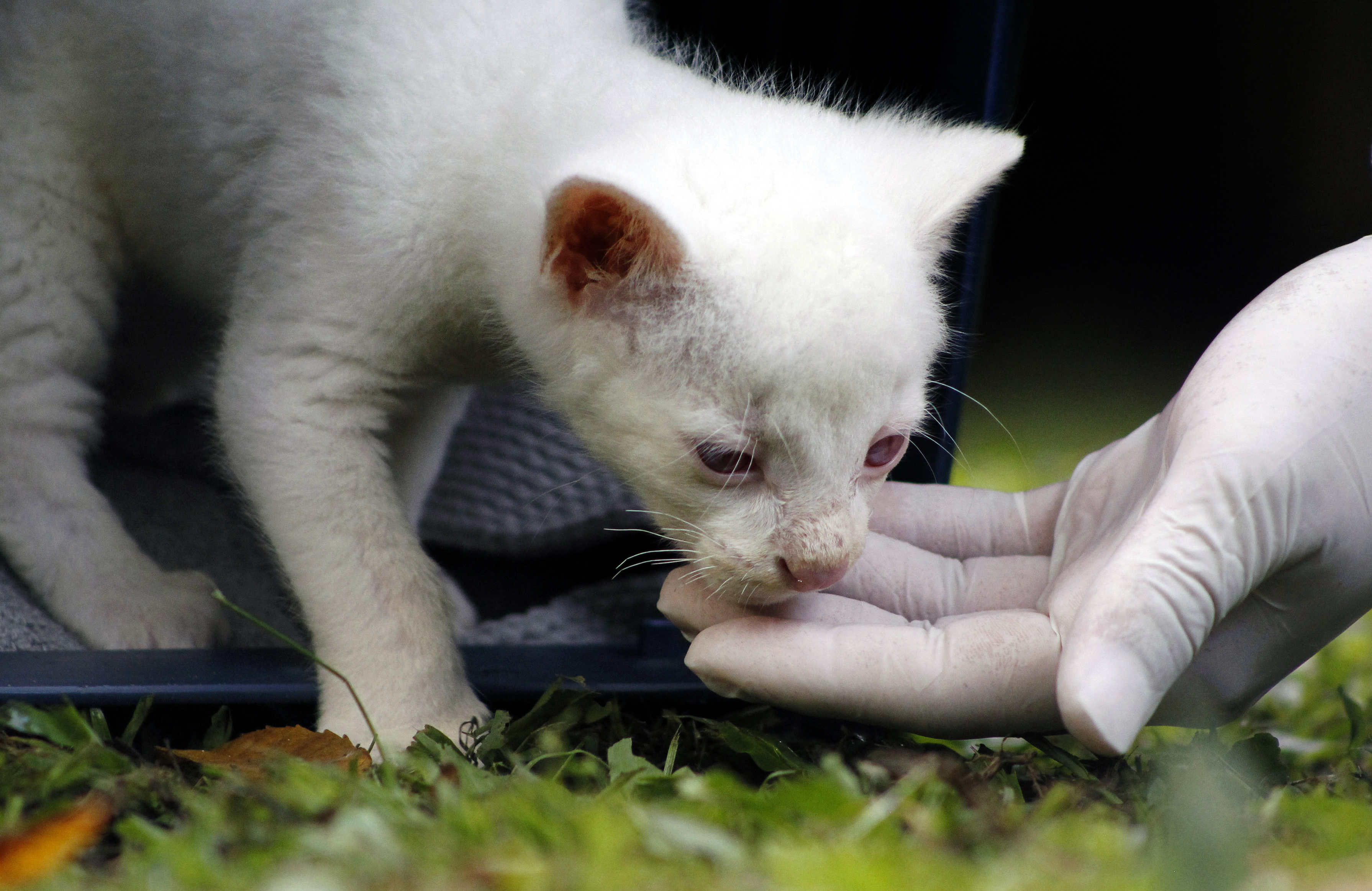 Una felina blanca