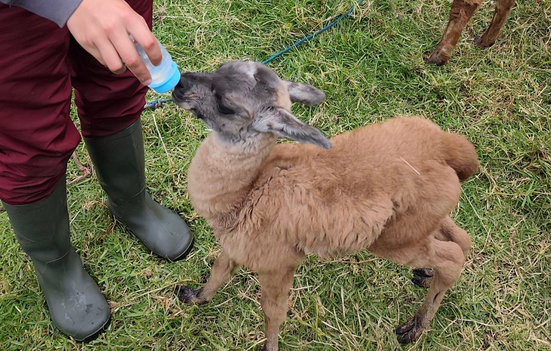 La historia de Asha, la llama rescatada en estado crítico que tuvo una cría
