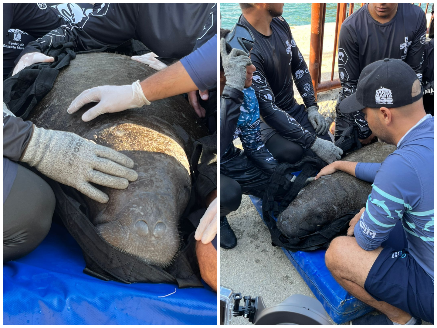 La historia de “Ciruelito” el manatí que ha sido rescatado dos veces en Santa Marta
