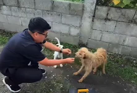 Veterinario recorre las calles para brindar atención a animales sin hogar