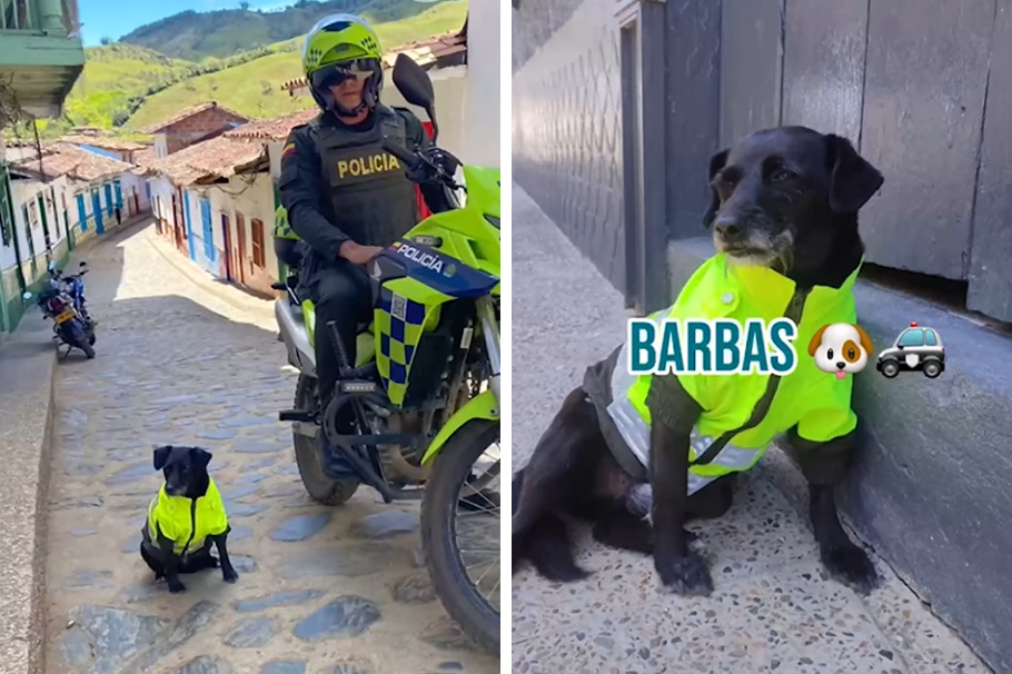 Barbas, el perro policía que se ganó el corazón de pequeño municipio en Antioquia