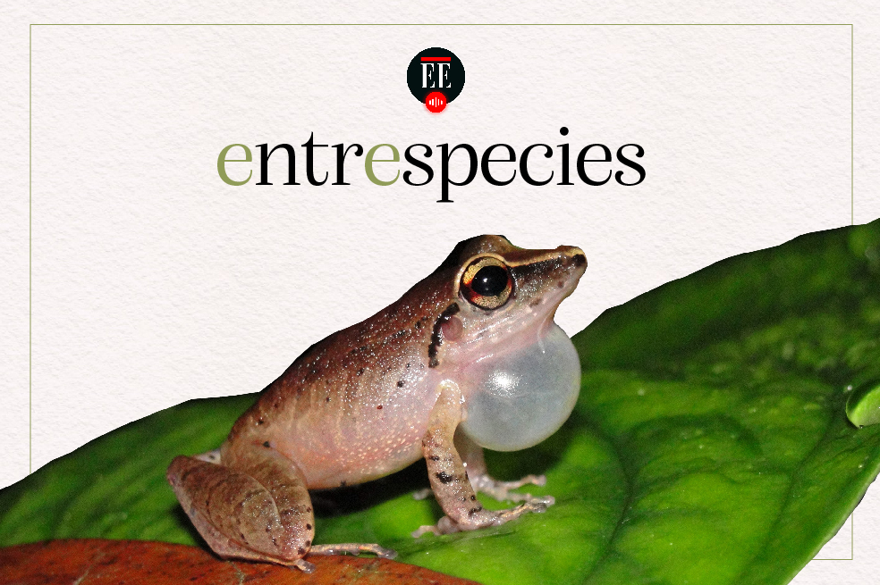 El hongo letal que amenaza a los anfibios del mundo