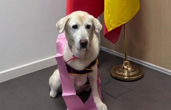 Despiden a Dana, perrita que durante años brindó apoyo a niños víctimas en los juzgados