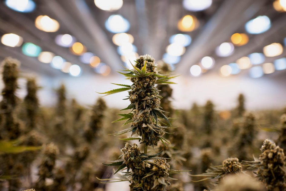Marihuana, la nueva frontera de Silicon Valley