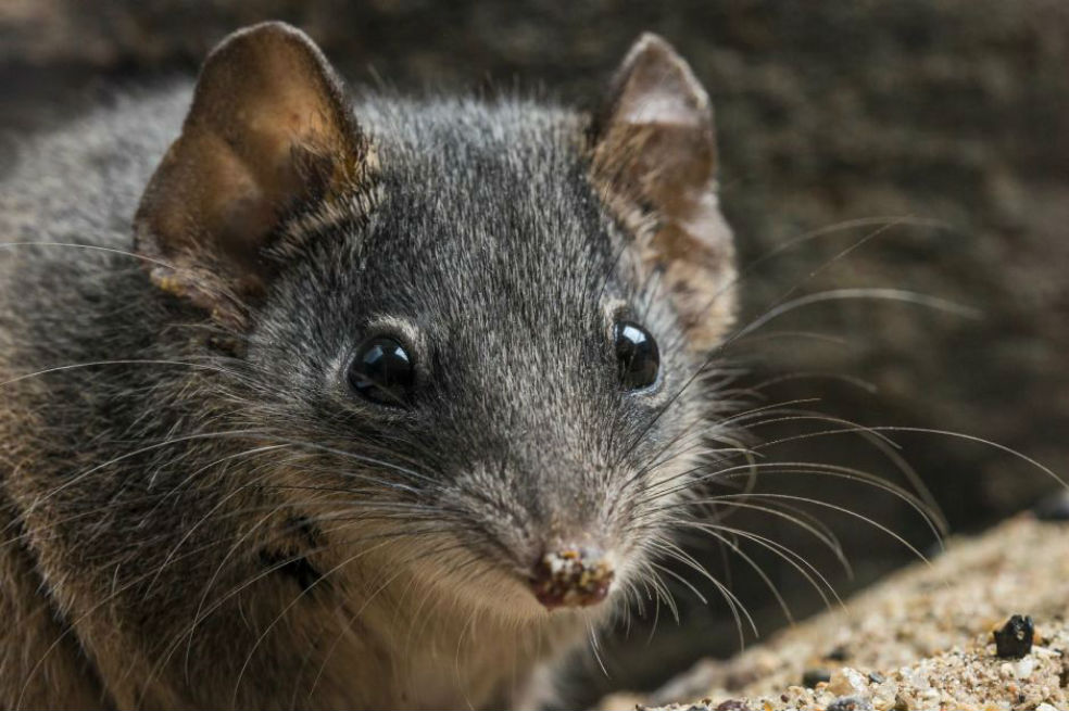 ¿El exceso de sexo mata a algunas especies de marsupiales?