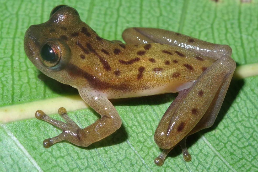 Nombre de nueva especie de rana descubierta en Brasil homenajea a Jorge Amado