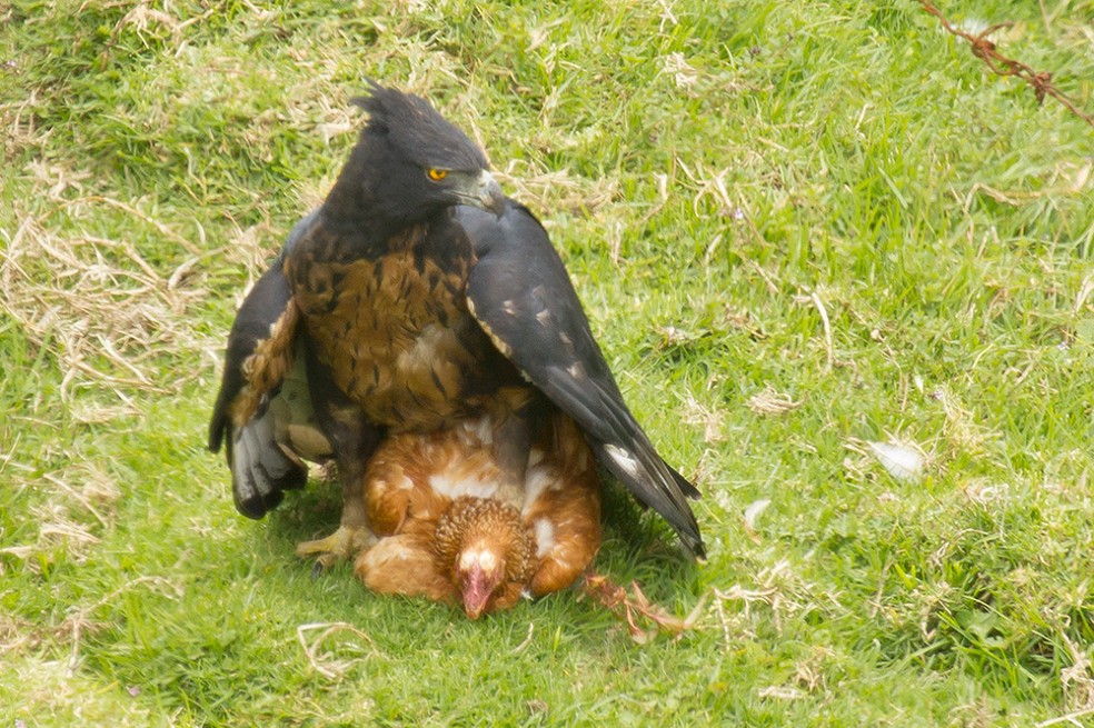 Águila crestada, un depredador que está en peligro de extinción
