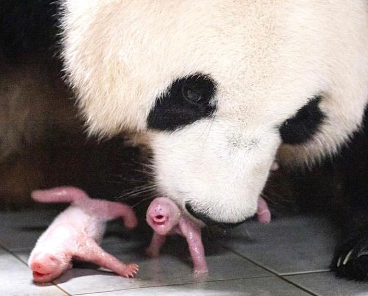Video: pandas gemelas nacen por primera vez en Corea del Sur