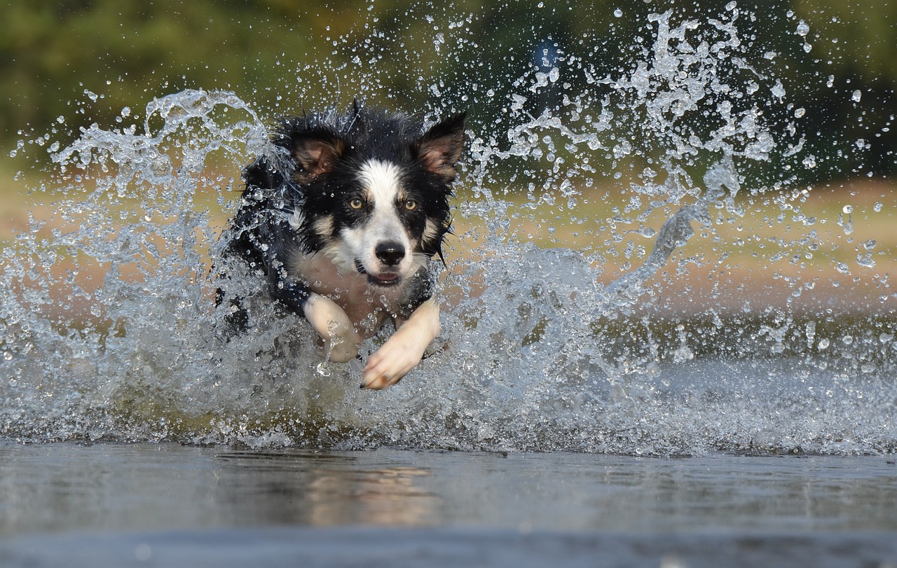 ¿Cuáles son las razas de perros más activas? Debe sacarlos varias veces al día