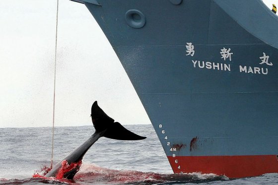 Se inicia captura anual de delfines en Taiji, Japón