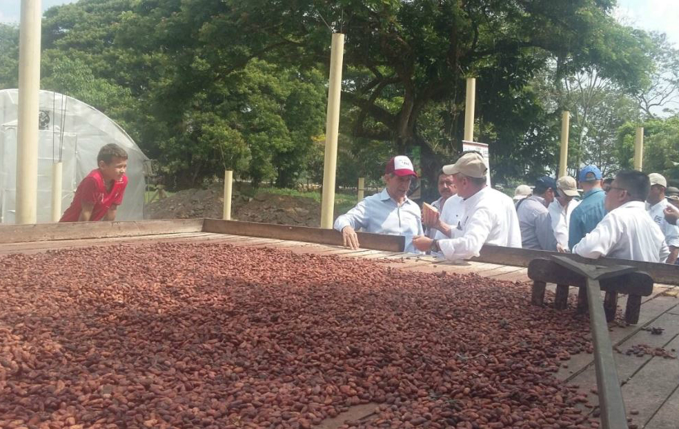 Arauca culmina proceso de sustitución voluntaria de cultivos ilícitos