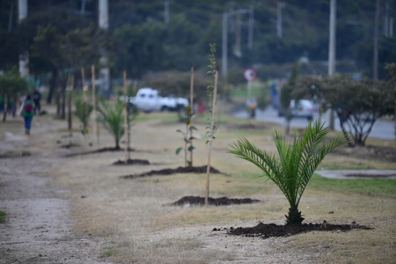 Con ocasión de la celebración del Día Mundial del Árbol, en la mañana de este miércoles el Distrito plantó 320 nuevos árboles y arbustos en el separador vial del sector de La Aurora en la Localidad de Usme.
