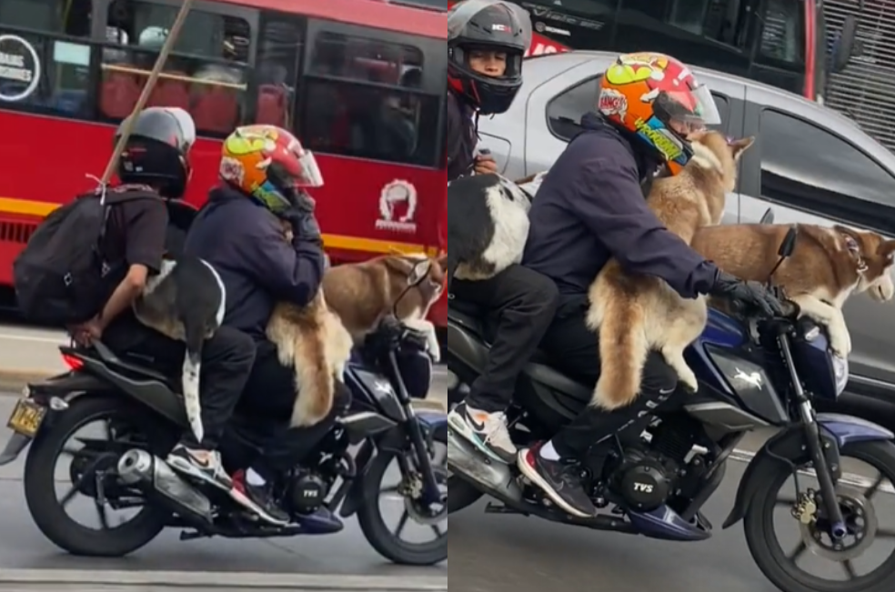 (Video) Graban a motociclista viajando con tres perros grandes a bordo