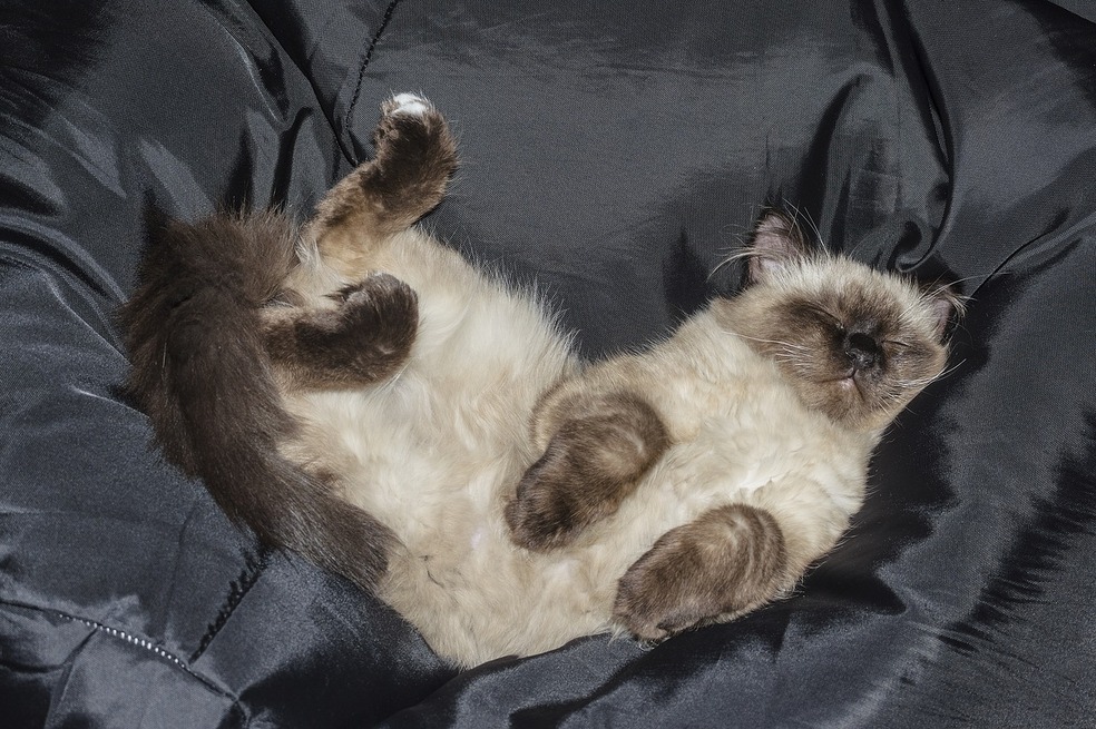 ¿Cómo saber si le gustas a un gato?