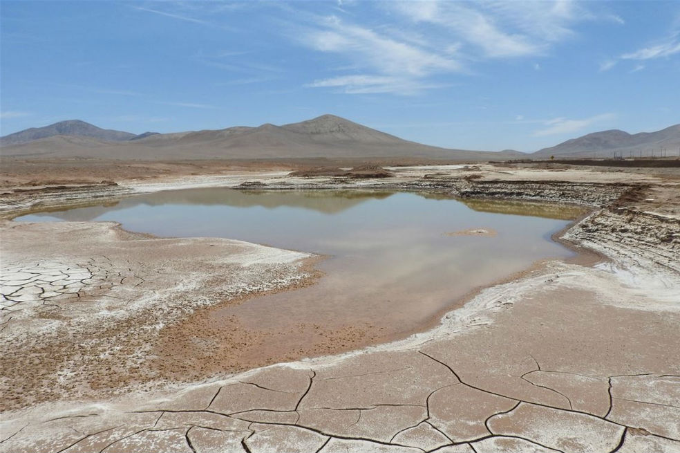 Las primeras lluvias en 500 años causan «extinción masiva» en Atacama