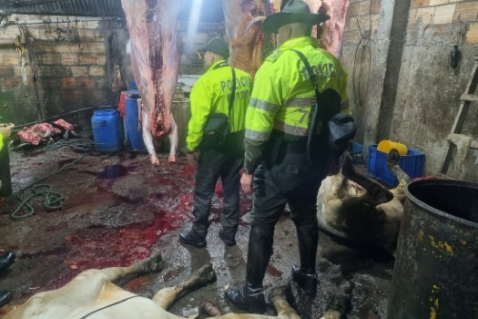 Matadero ilegal que comercializaba carne de equinos fue cerrado en Bogotá