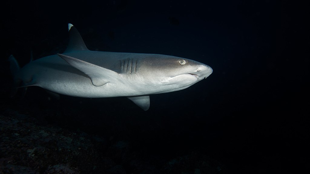Los tiburones están en un riesgo de extinción mucho mayor de lo que se pensaba