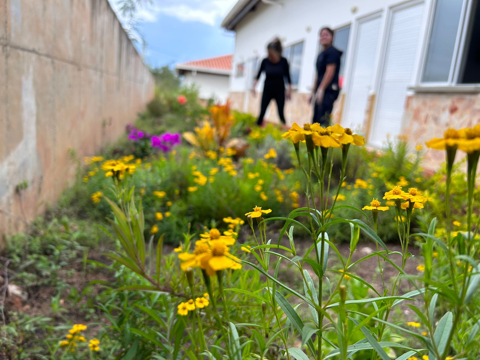 Jardín medicinal