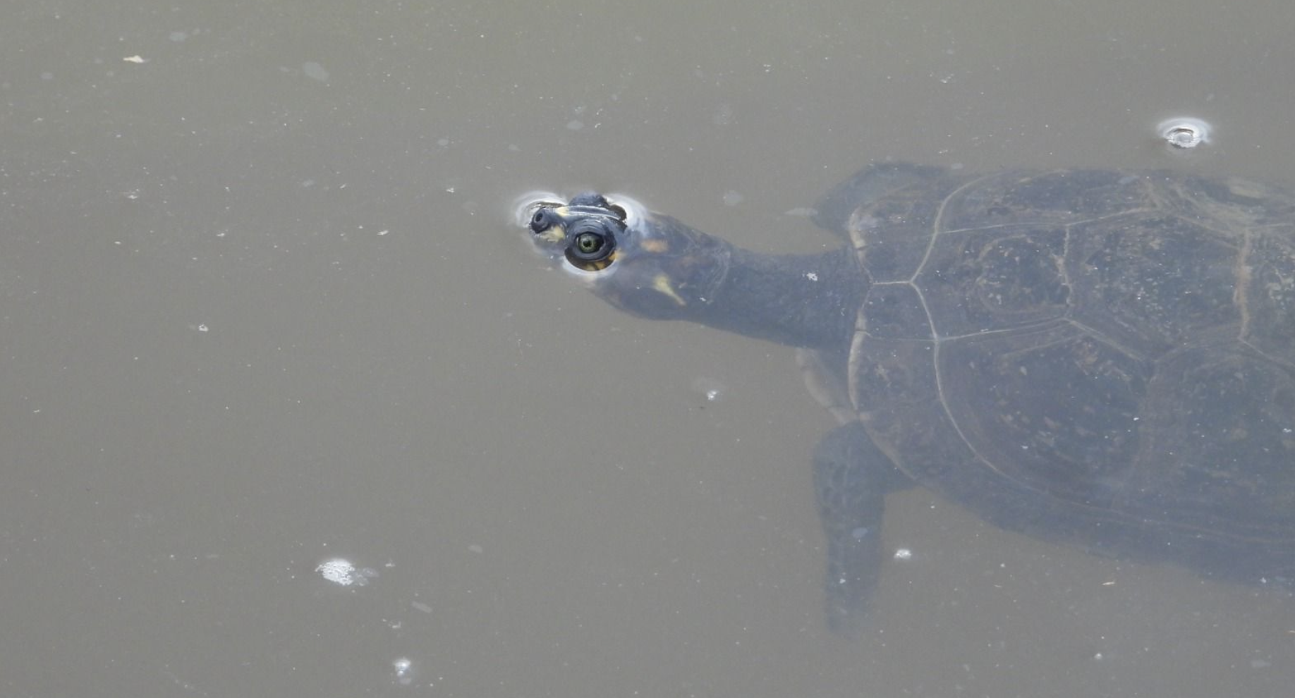 Esta es una de las tortugas liberadas por el Área Metropolitana del Valle de Aburrá en alianza con Cormacarena.