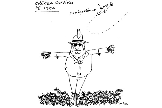 Crecen cultivos de coca