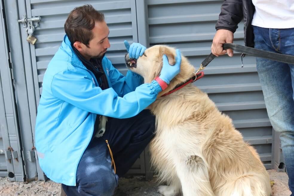 Concejal denuncia precariedades en el trato a los perros de vigilancia en Transmilenio