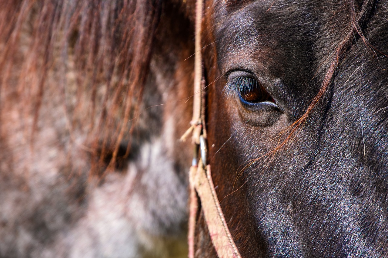 Así funciona el poder curativo que tienen los caballos