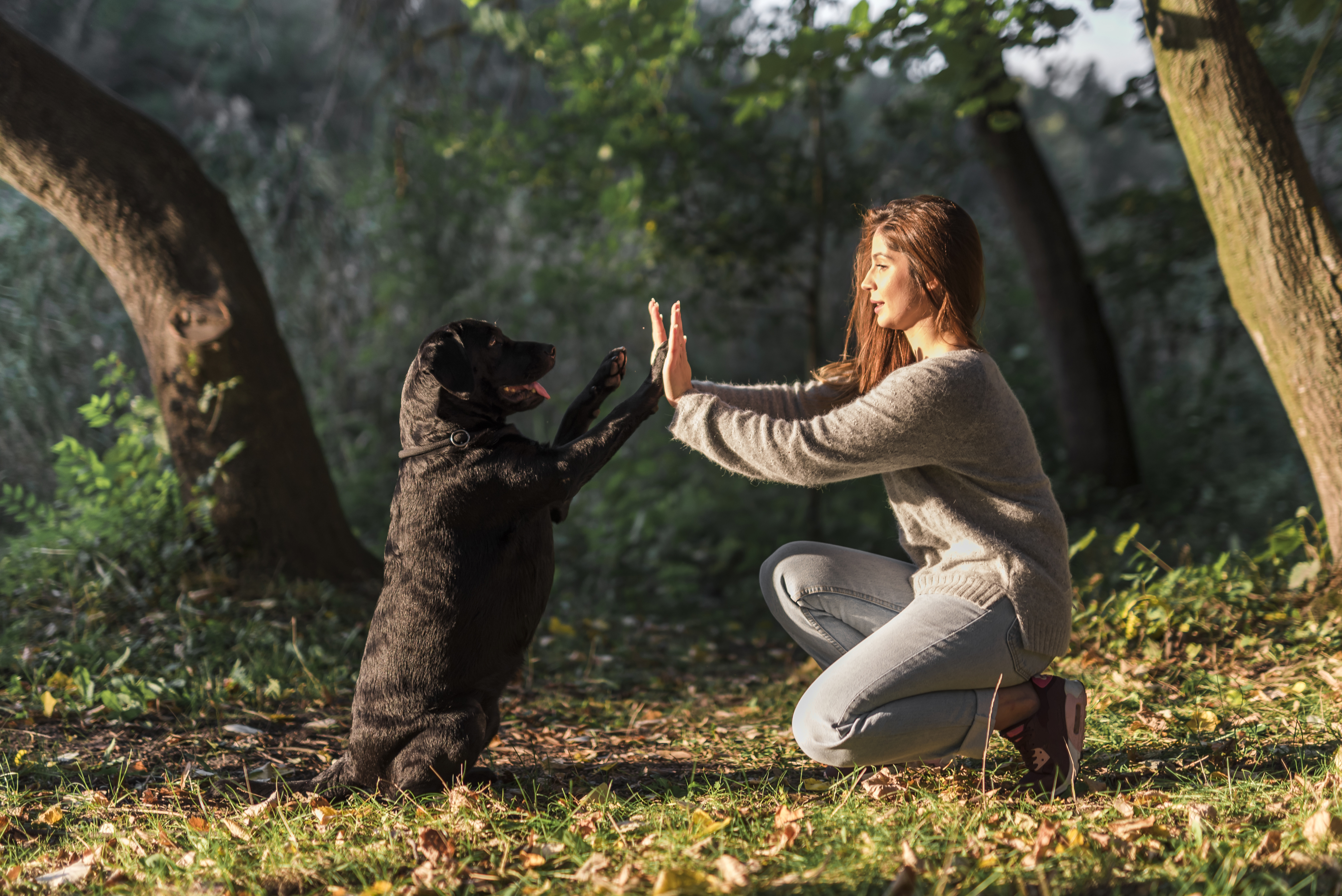 ¿Cómo socializar a mi perro? Le contamos técnicas para que aprenda a relacionarse